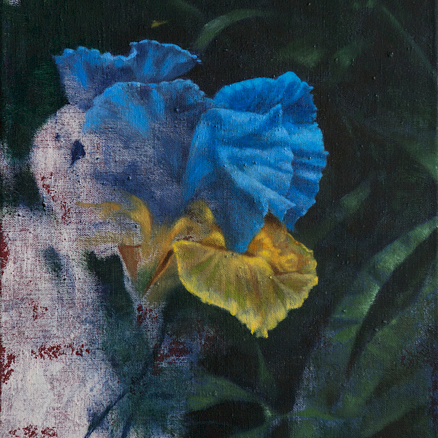 Blue Iris