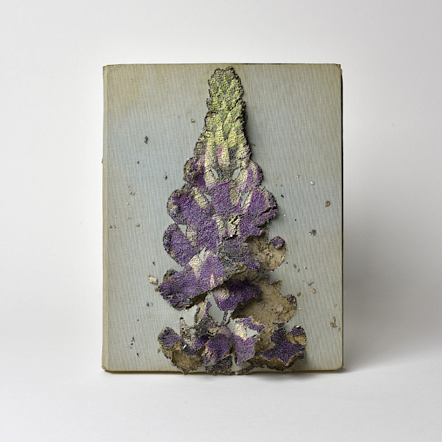 A flower in the arid zones